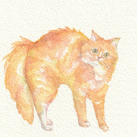 猫ちゃん