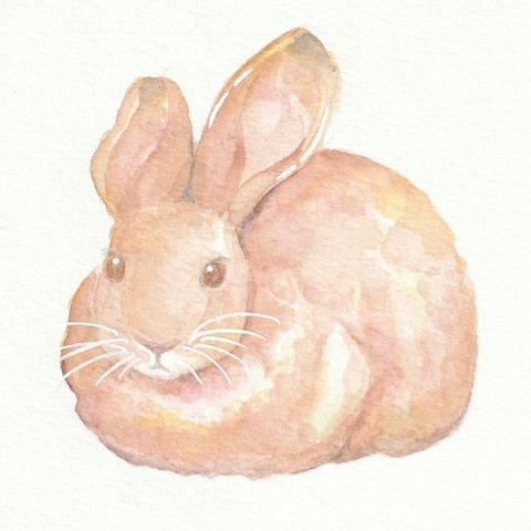 うさぎちゃん