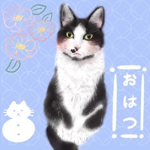 うちの子イラスト　ハチワレ猫