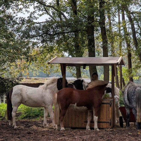 9頭のアイスランド馬と暮らすオランダの大自然