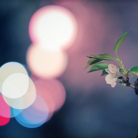 季節の花のように。あなたの内側に眠る『本当の魅力』を再発見