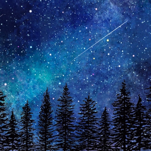 針葉樹と流れ星