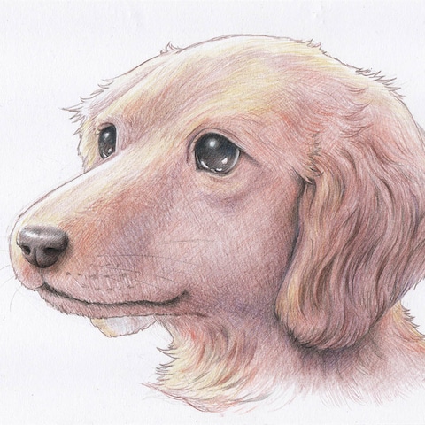 特別価格☆【版画（額縁なし）】『ジュネリコ』（犬 ミニチュア