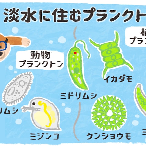 プランクトンの分類イラスト