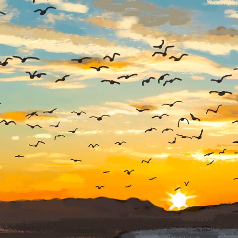 夕日とカモメ
