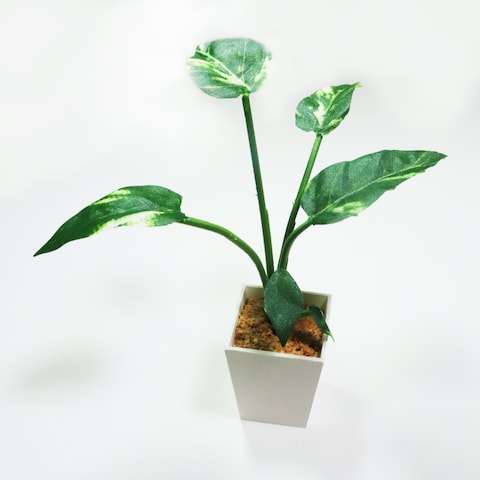 観葉植物のミニチュア