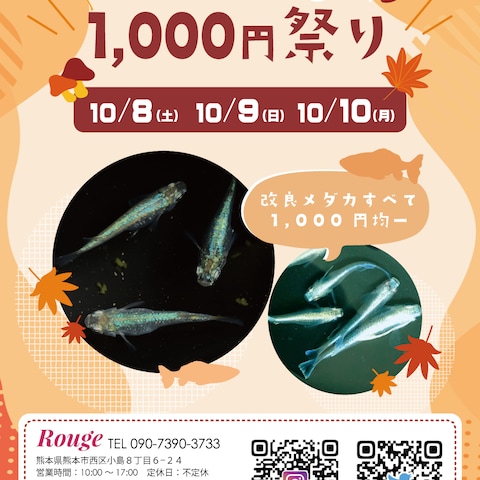 メダカ販売店舗のフライヤー作成