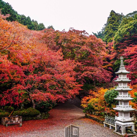 格安で写真、動画撮影します