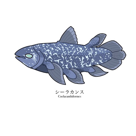 シーラカンスのイラスト