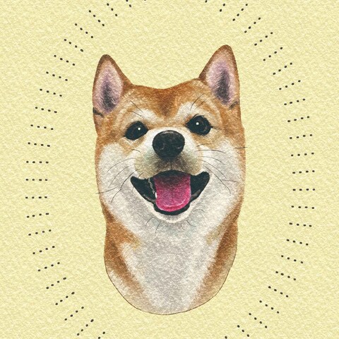 柴犬ちゃん