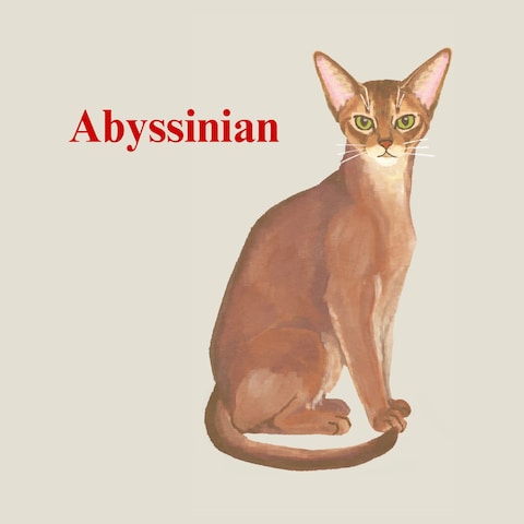 Abyssinian cat