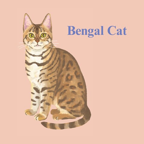Bengal cat