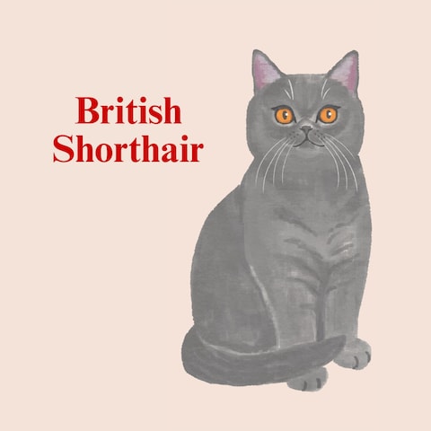 British Shorthair