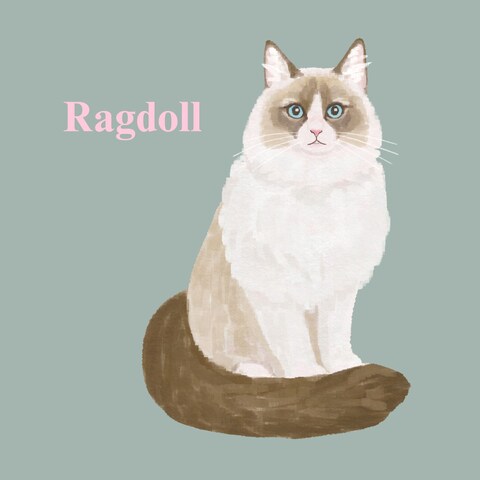 Ragdoll