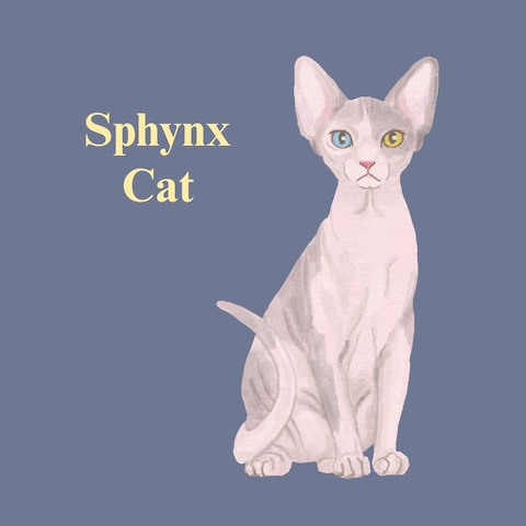 Sphynx cat