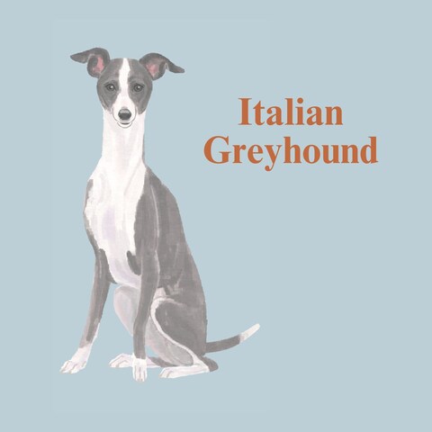 Italian Greyhound