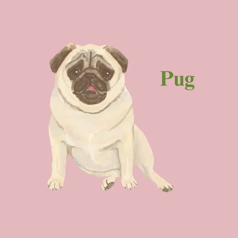 Pug