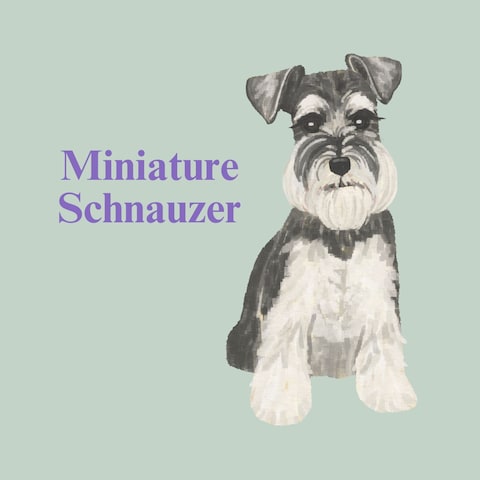 Miniature Schnauzer