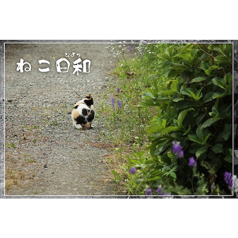 【カメラ×バナー】ねこ