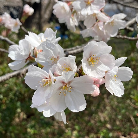 桜