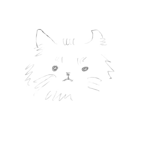 白猫のイラスト（SNSアイコンにも使用可能）