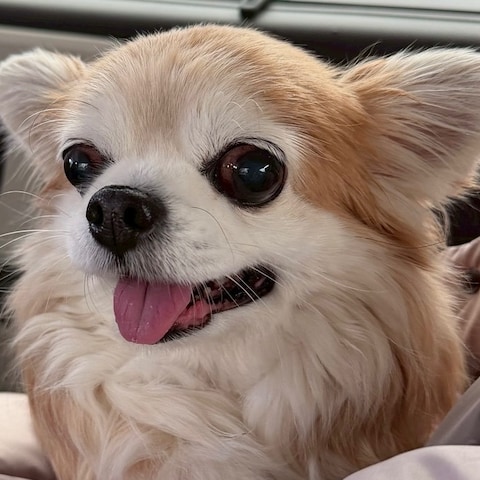 サロンの看板犬