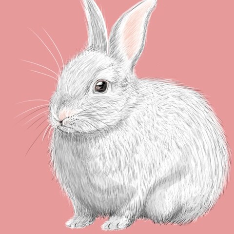 ペットイラスト作成します