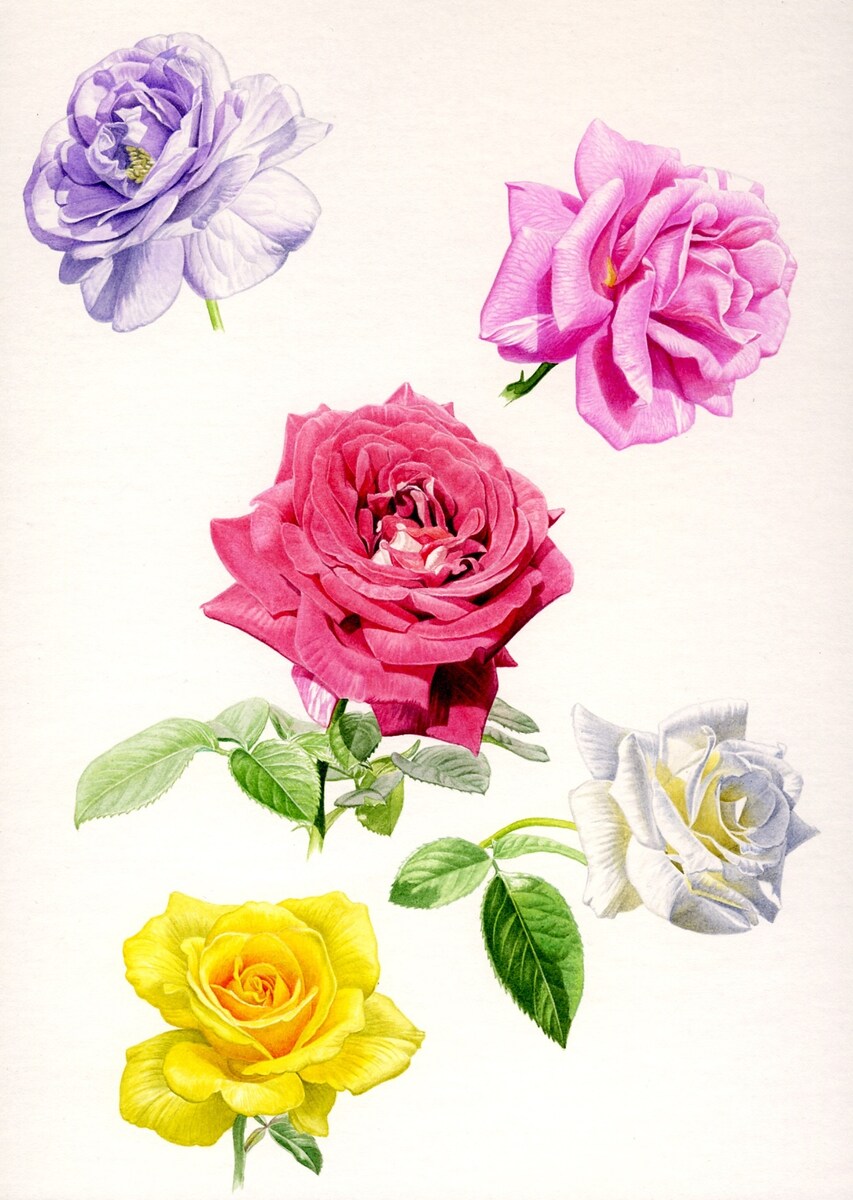 バラの花