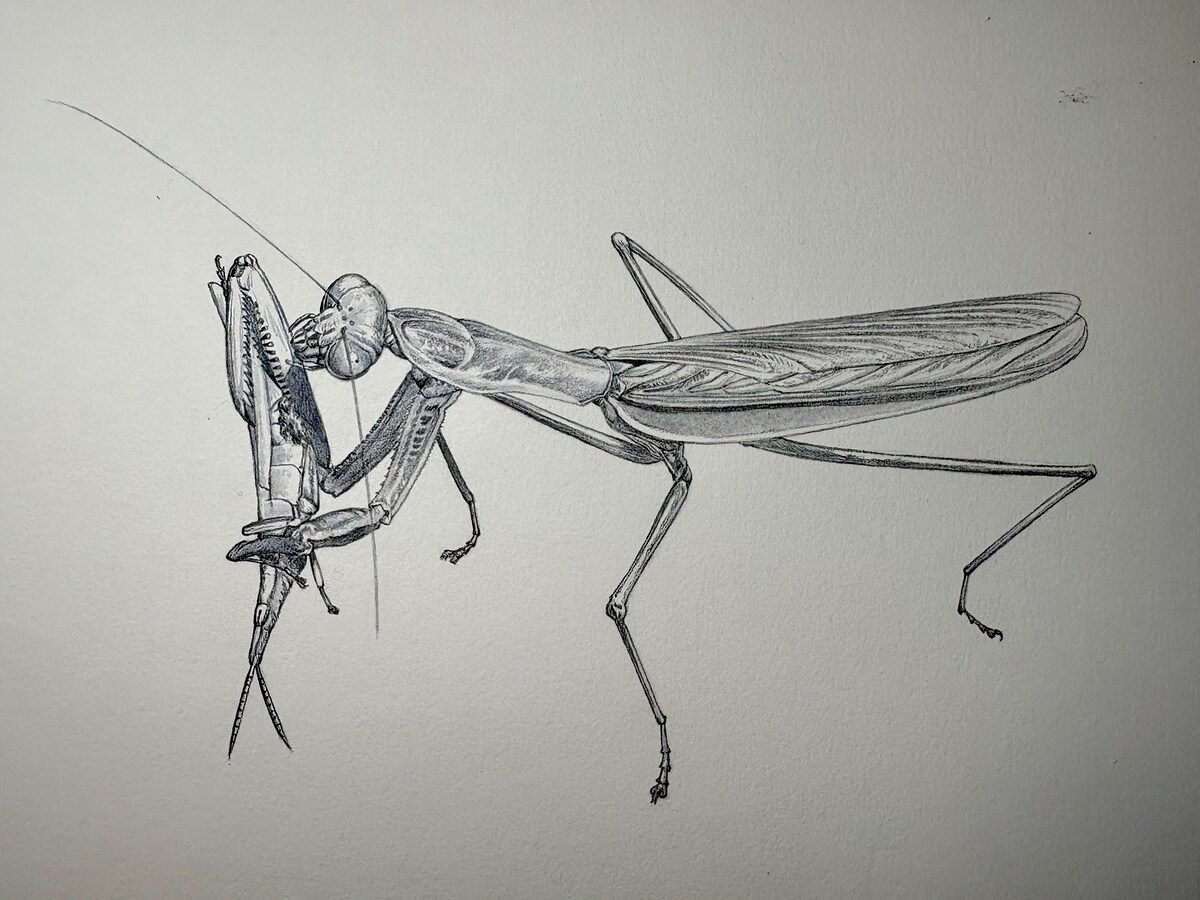 オオカマキリ