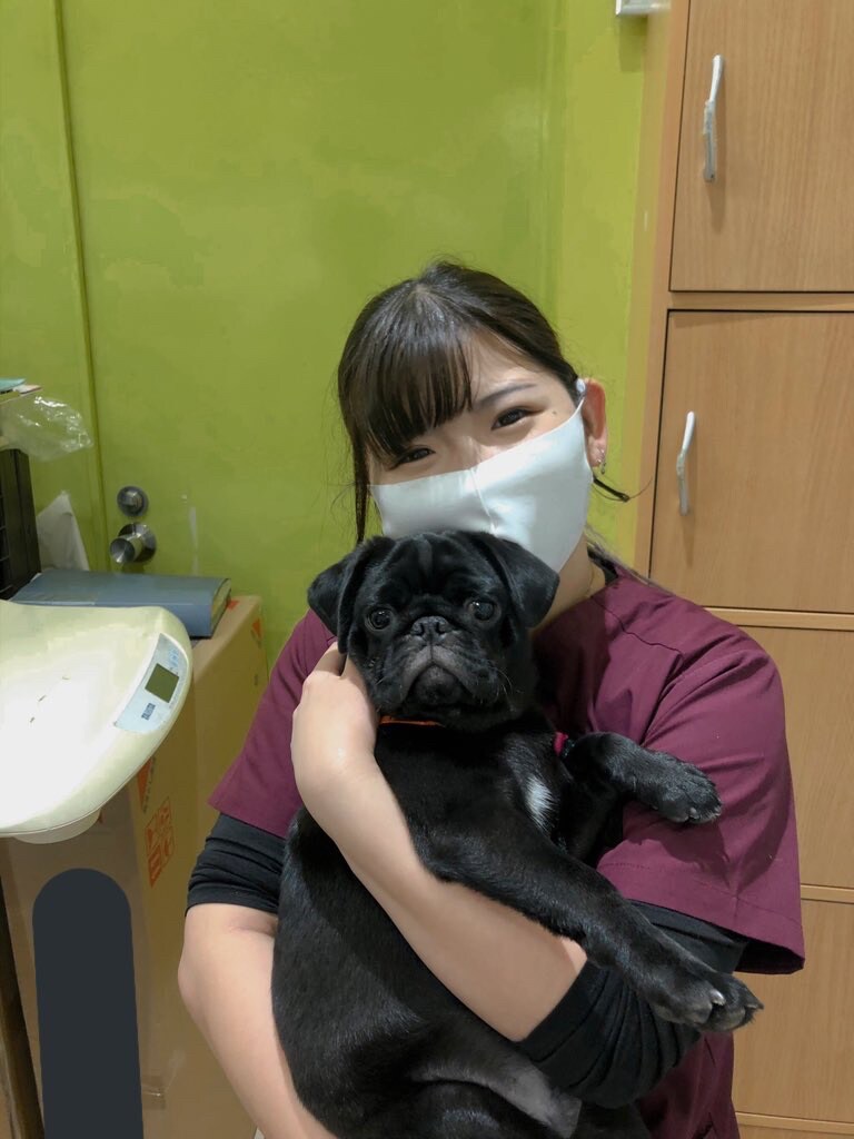 動物看護師時代の写真です。