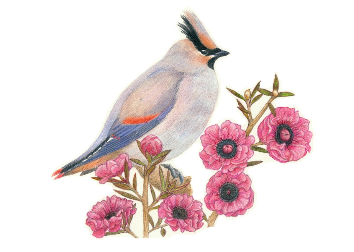 鳥と花のイラスト