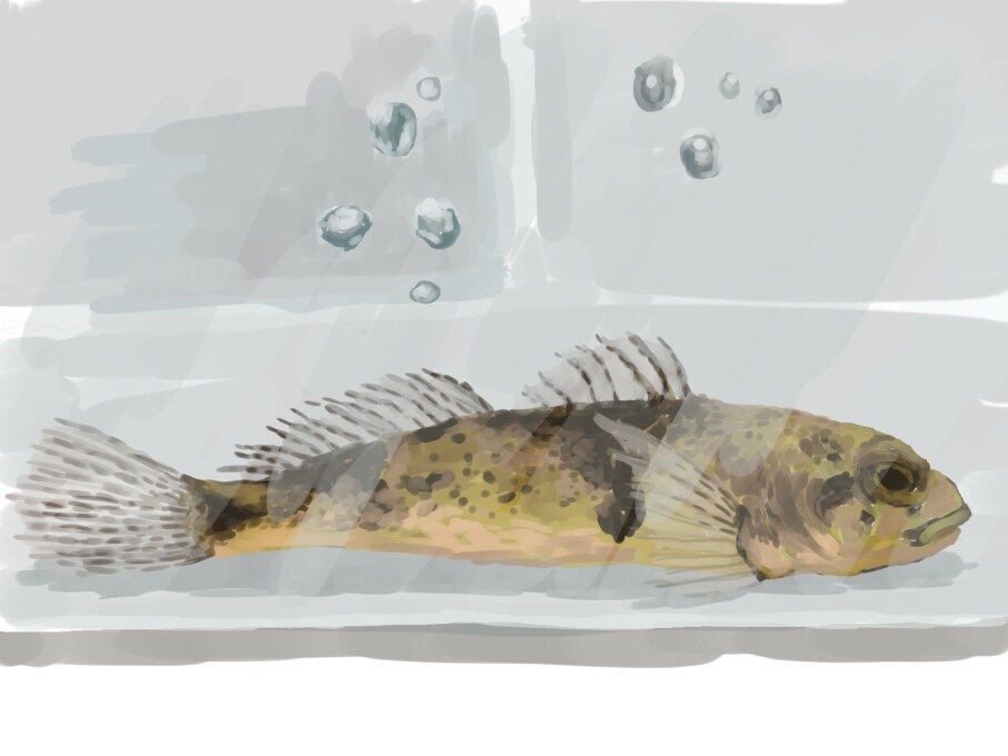 淡水魚イラスト