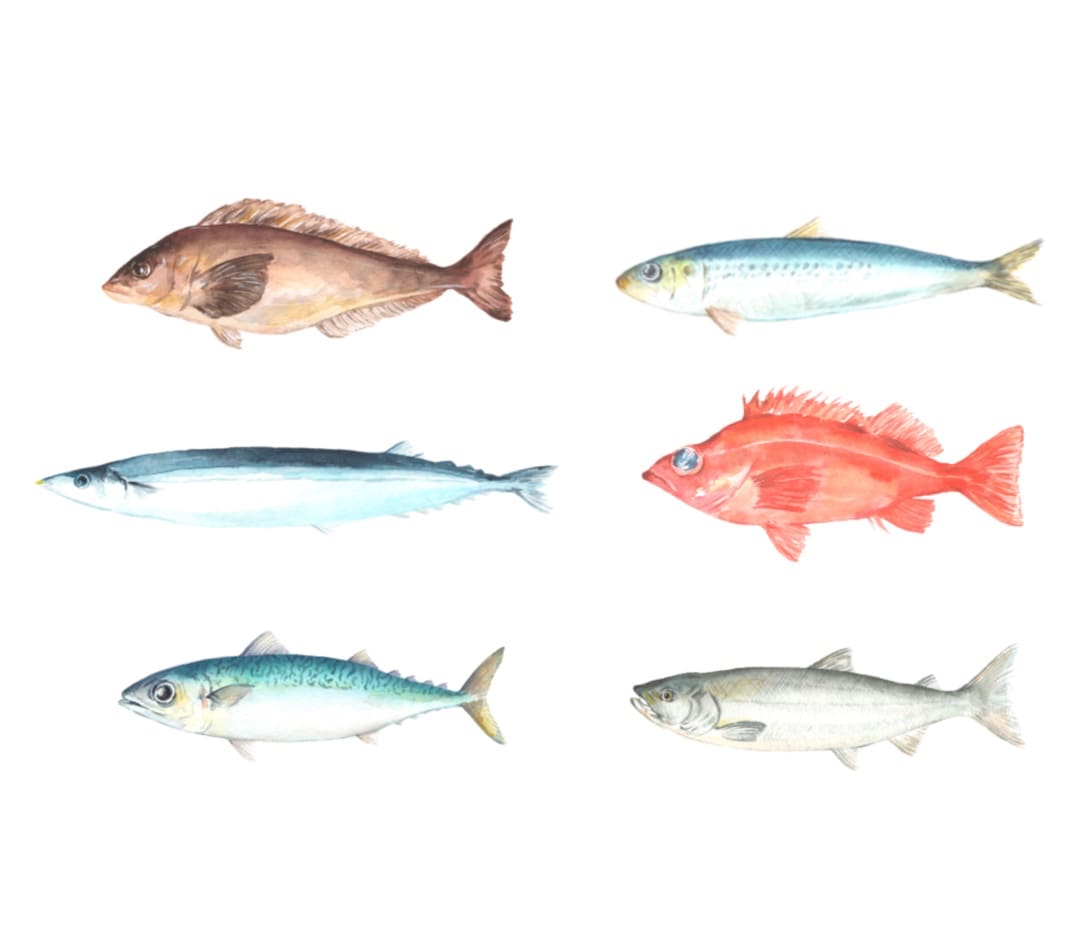 お魚イラスト