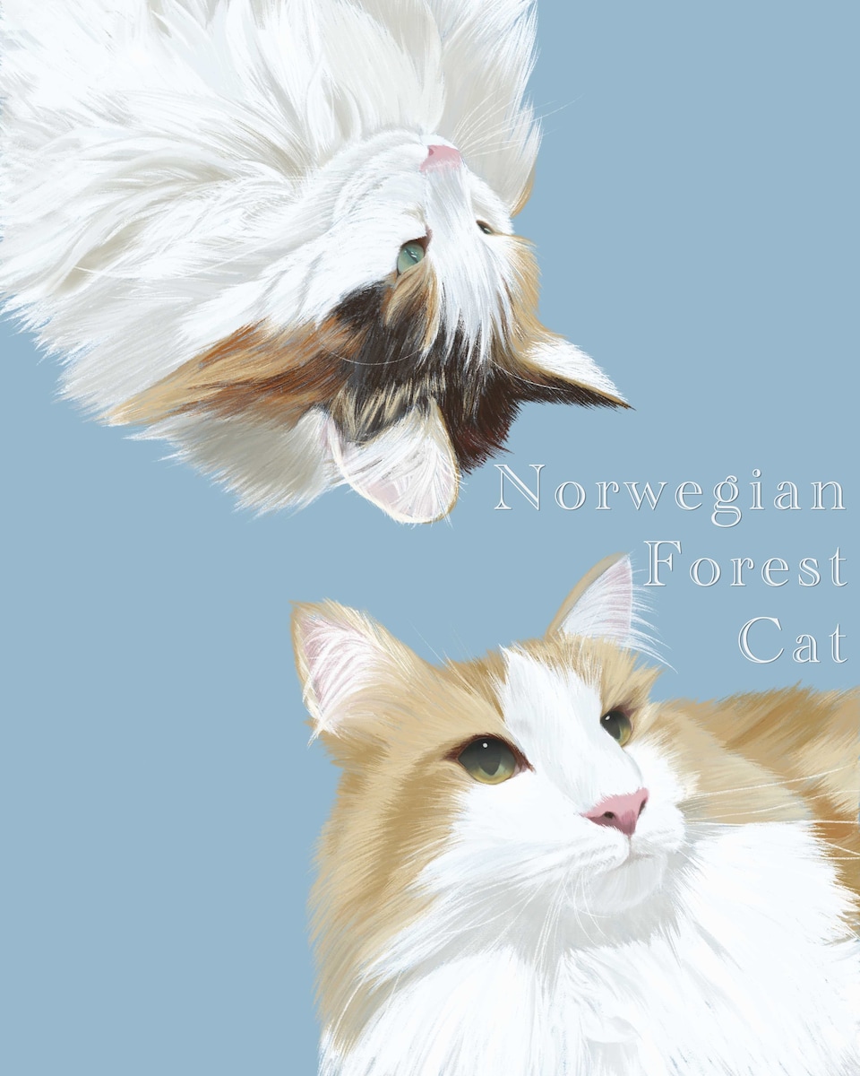 猫/ノルウェージャンフォレストキャット