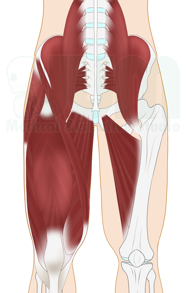 下腹部の筋肉のイラスト