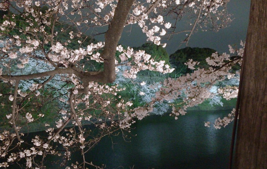 千鳥ヶ淵の夜桜