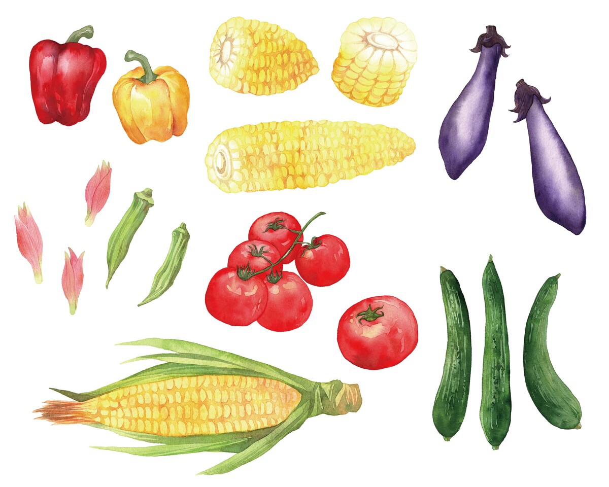 野菜を透明水彩絵の具で描きました