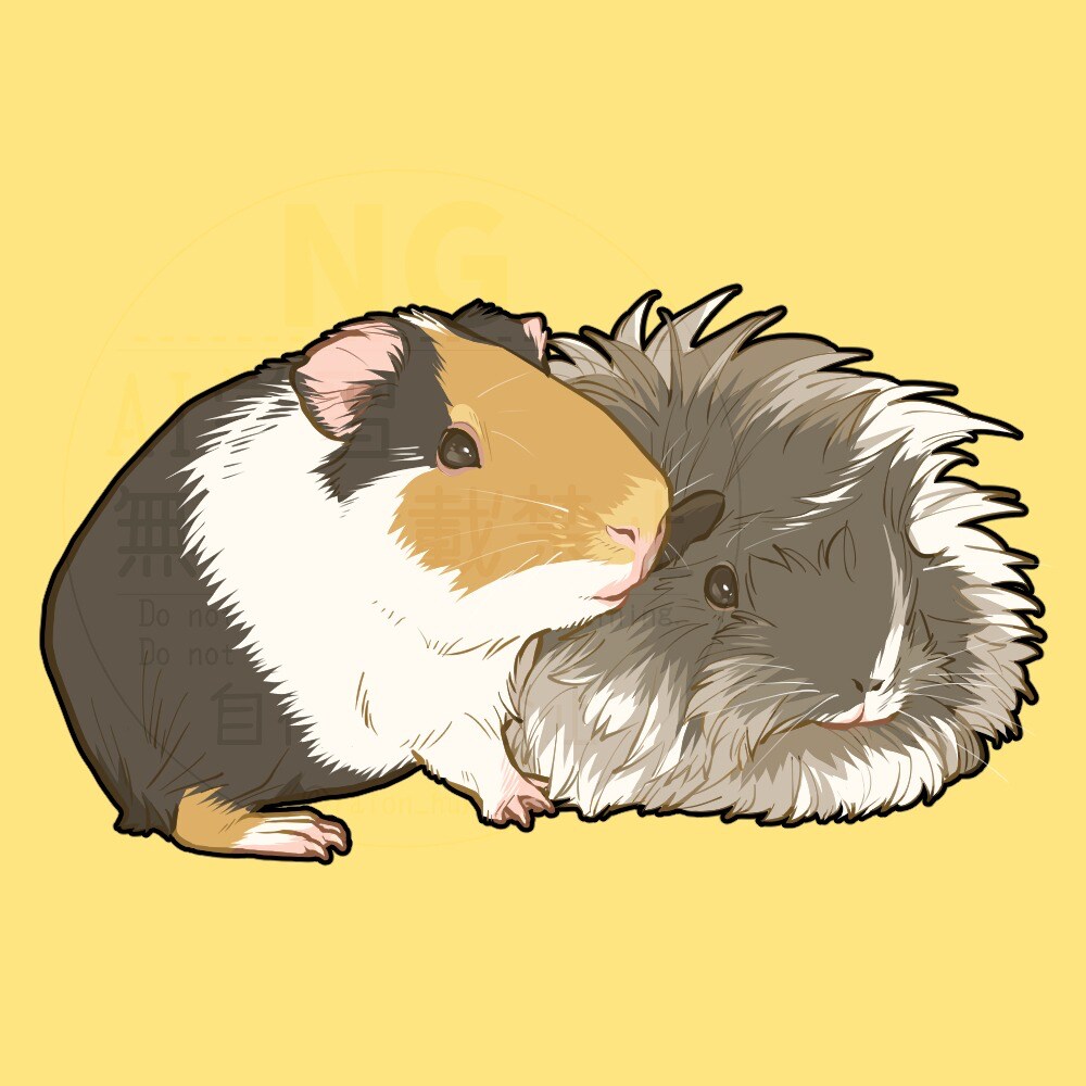 モルモット