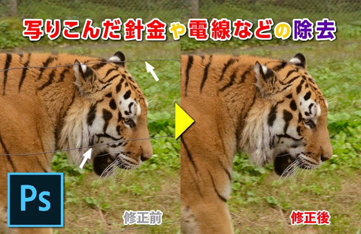 写真の修正例　余計なものを取る