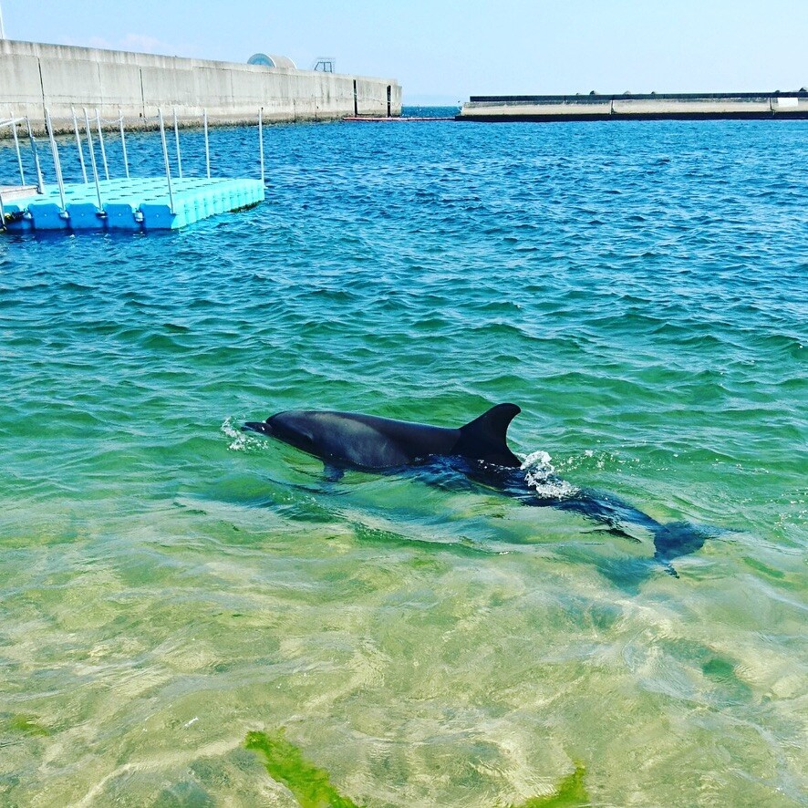 須磨のイルカ