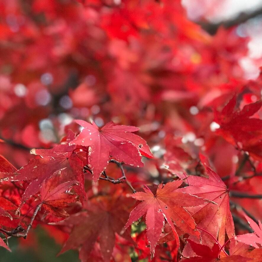 紅葉
