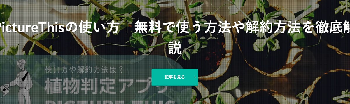 ブログサイトの構築&記事制作