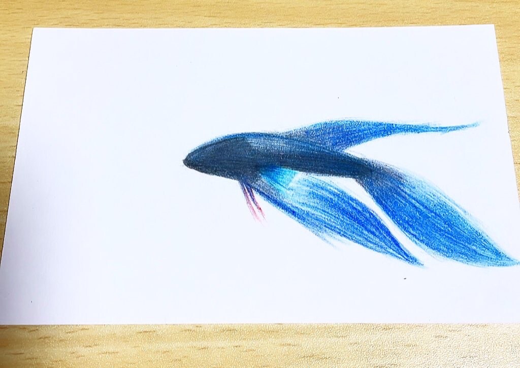 トラディショナルベタ