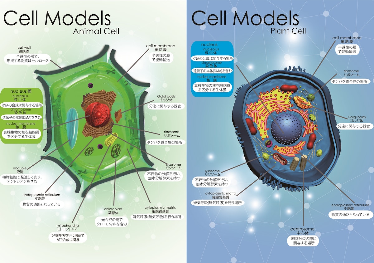 生物：細胞のデザイン
