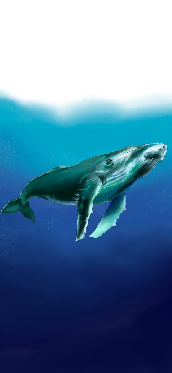 クジラ　iPhone壁紙