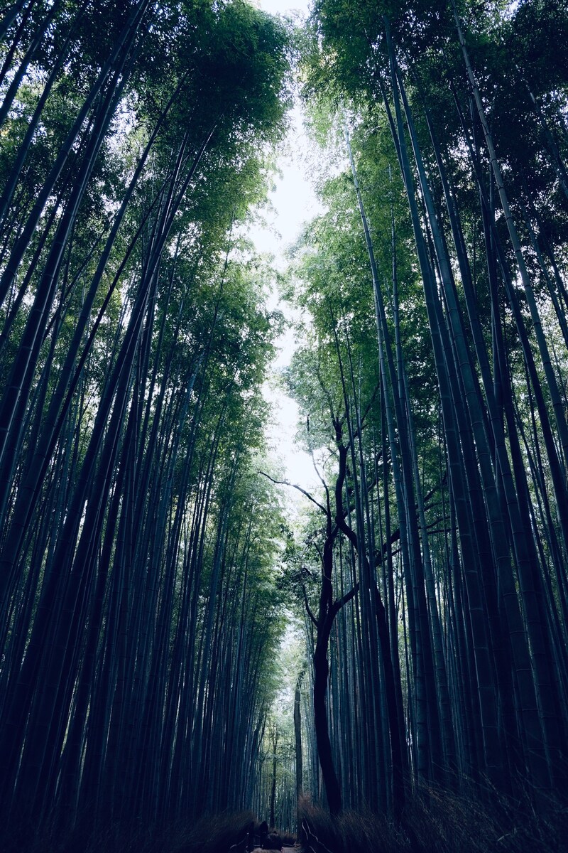 竹の小道