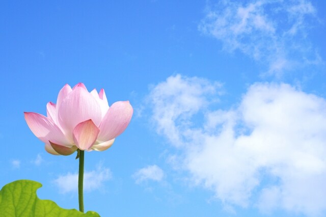 蓮の花は泥に咲く花です。仏教のシンボルである由縁です。