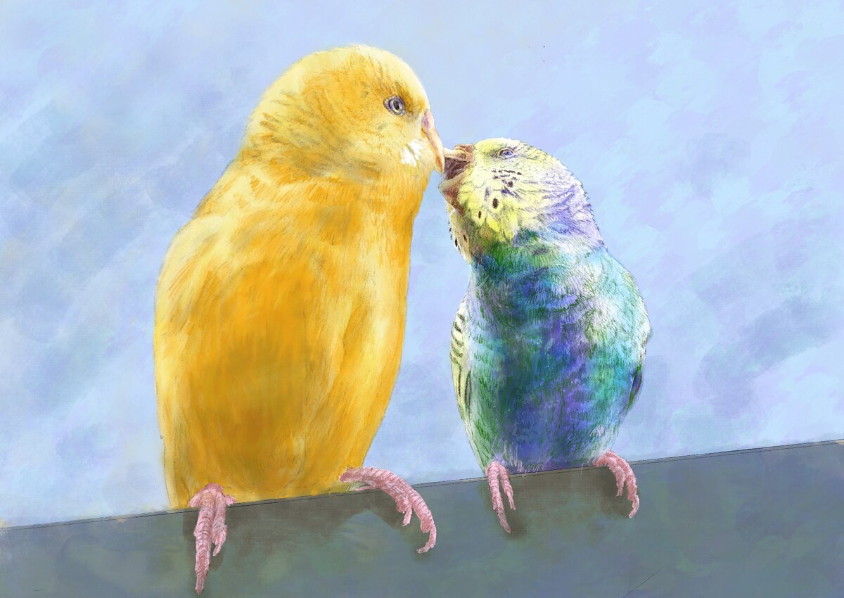 セキセイインコの似顔絵イラスト制作します【A4サイズ】