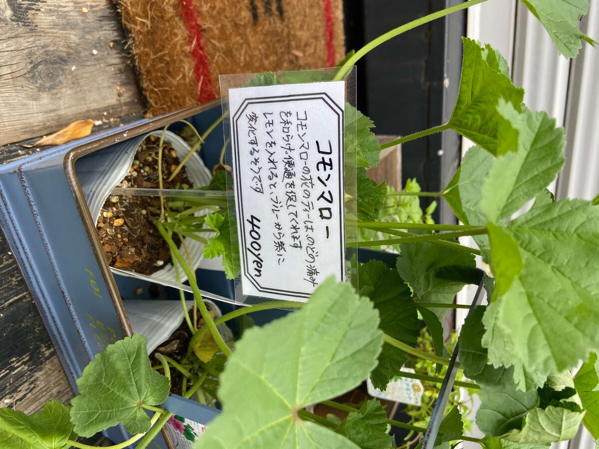 苗のプライス表