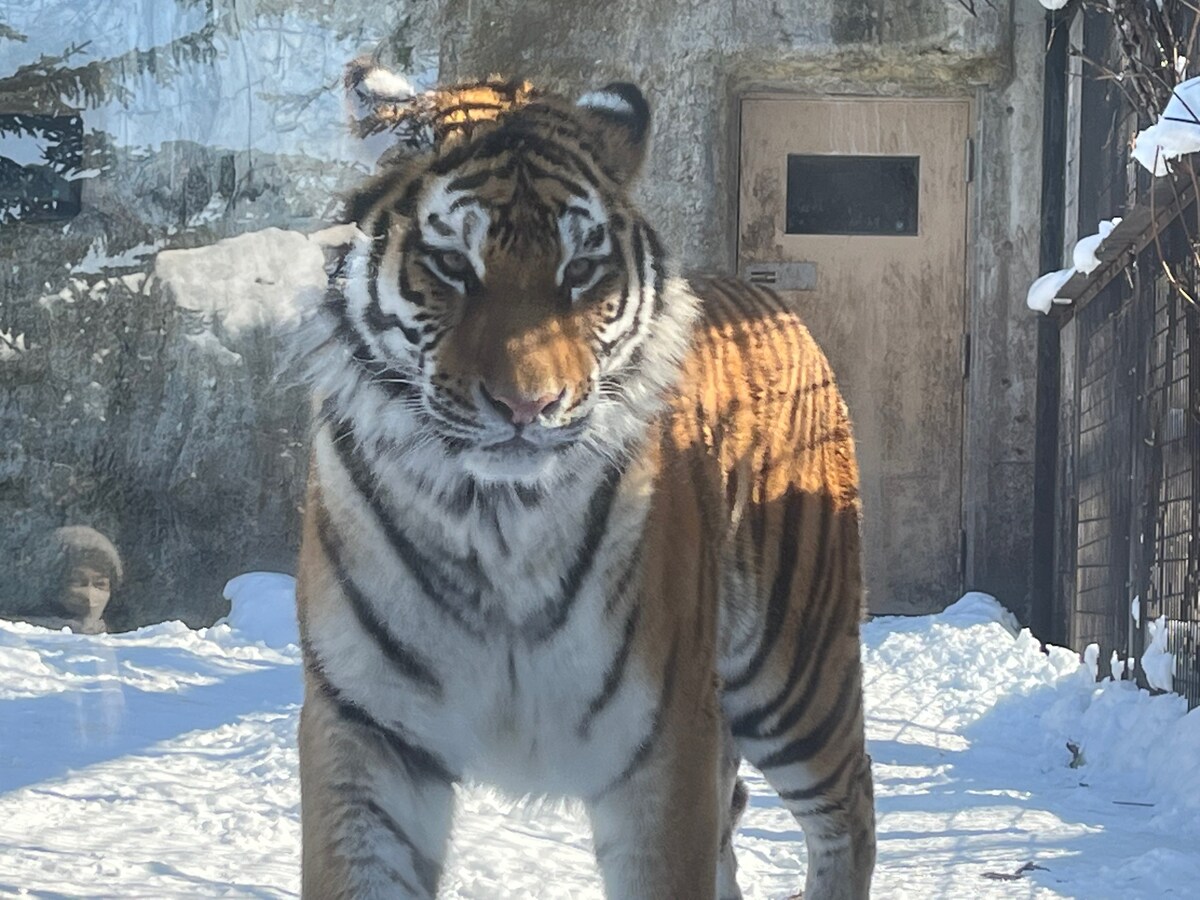 旭山動物園　タイガー
